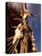 Old Cattle Skulls, Todos Santos, Baja, Mexico-Walter Bibikow-Premier Image Canvas