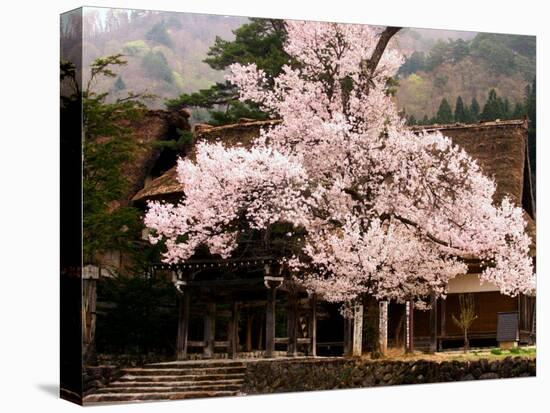 Old Farm House and Cherry Blossoms-null-Premier Image Canvas