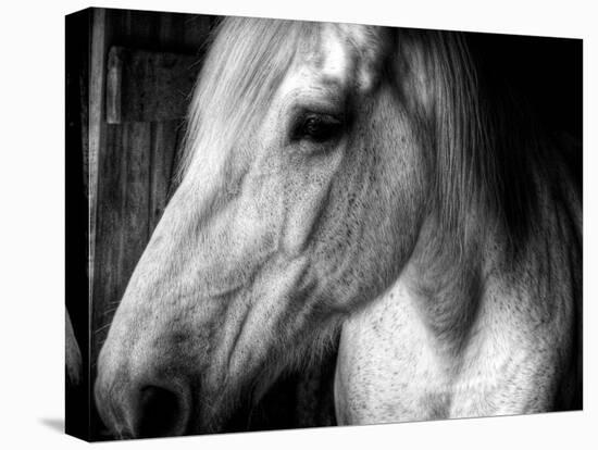 Old Friend-Stephen Arens-Premier Image Canvas