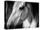 Old Friend-Stephen Arens-Premier Image Canvas