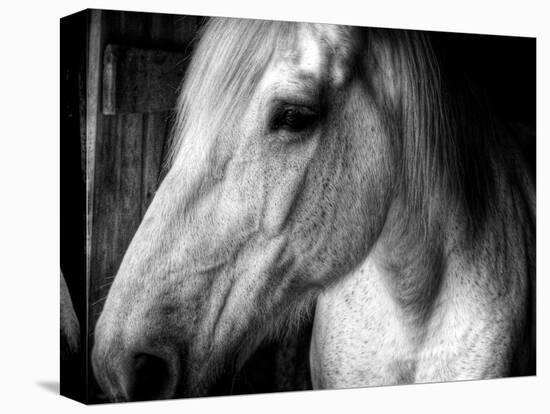 Old Friend-Stephen Arens-Premier Image Canvas