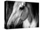 Old Friend-Stephen Arens-Premier Image Canvas