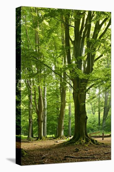 Old Gigantic Beeches in a Former Wood Pasture (Pastoral Forest), Sababurg, Hesse-Andreas Vitting-Premier Image Canvas