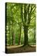 Old Gigantic Beeches in a Former Wood Pasture (Pastoral Forest), Sababurg, Hesse-Andreas Vitting-Premier Image Canvas