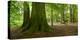 Old Gigantic Beeches in a Former Wood Pasture (Pastoral Forest), Sababurg, Hesse-Andreas Vitting-Premier Image Canvas