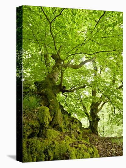 Old Grown Together Beeches on Moss Covered Rock, Kellerwald-Edersee National Park, Hesse, Germany-Andreas Vitting-Premier Image Canvas