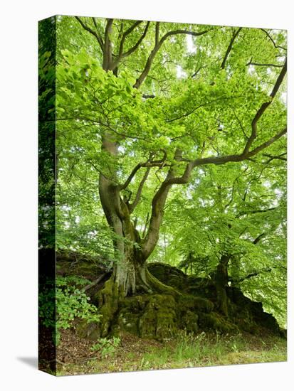 Old Grown Together Beeches on Moss Covered Rock, Kellerwald-Edersee National Park, Hesse, Germany-Andreas Vitting-Premier Image Canvas