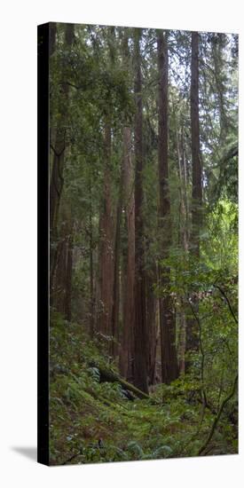 Old Growth Coast Redwood, Muir Woods National Monument, San Francisco Bay Area-Anna Miller-Premier Image Canvas