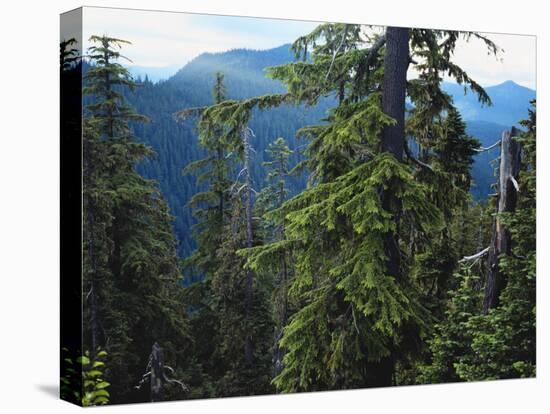 Old Growth Forest, Cascade Mountains, Opal Creek Wilderness, Willamette National Forest, Oregon, US-Scott T. Smith-Premier Image Canvas