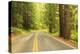 Old Growth Forest, Grove of the Patriarchs, Mt. Rainier National Park, Washington-Stuart Westmorland-Premier Image Canvas