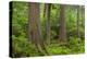 Old Growth forest in Heart O' the Hills, Olympic National Park, Washington State-Alan Majchrowicz-Premier Image Canvas