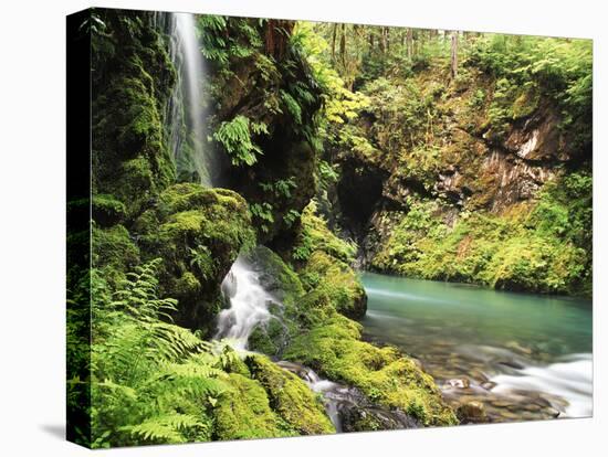 Old-Growth Rainforest, Graves Creek Tributary, Olympic National Park, Washington State, USA-Stuart Westmorland-Premier Image Canvas