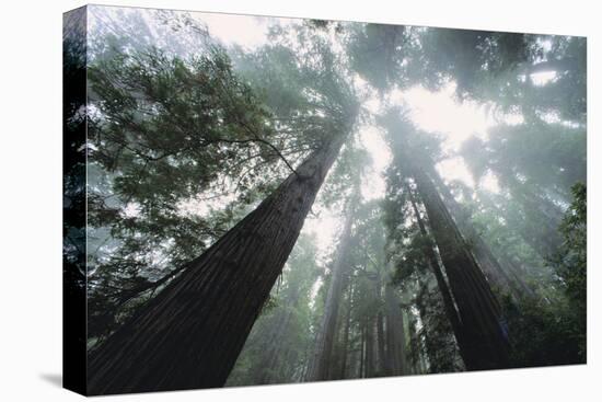Old Growth Redwood Trees-DLILLC-Premier Image Canvas