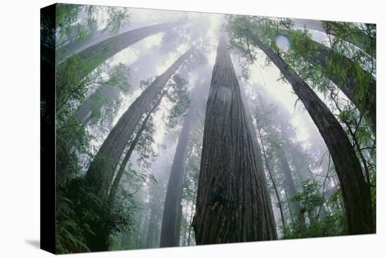 Old Growth Redwood Trees-DLILLC-Premier Image Canvas