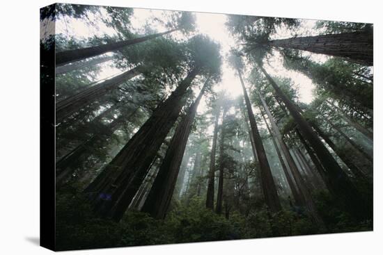 Old Growth Redwood Trees-DLILLC-Premier Image Canvas