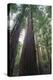 Old Growth Redwood Trees-DLILLC-Premier Image Canvas