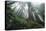 Old Growth Redwood Trees-DLILLC-Premier Image Canvas