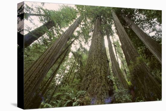 Old Growth Redwood Trees-DLILLC-Premier Image Canvas