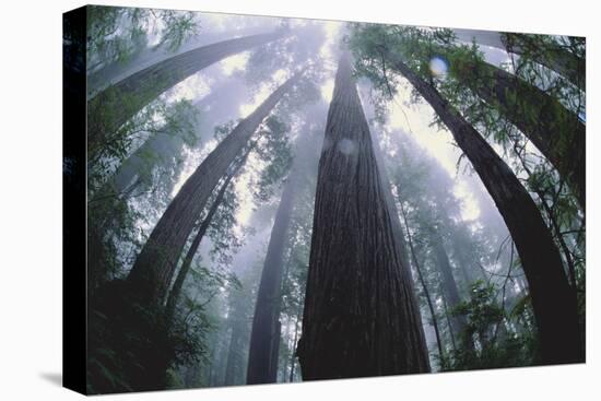 Old Growth Redwood Trees-DLILLC-Premier Image Canvas