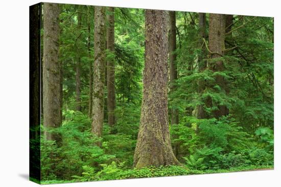Old Growth Sitka Spruce in Mora campground of Olympic National Park-Alan Majchrowicz-Premier Image Canvas