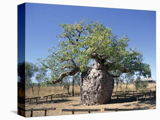 Old Hollow Boab Tree, Outside Derby, Western Australia, Australia-Richard Ashworth-Premier Image Canvas