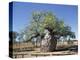 Old Hollow Boab Tree, Outside Derby, Western Australia, Australia-Richard Ashworth-Premier Image Canvas