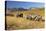 Old Horse-Drawn Wagons with the Rocky Mountains in the Background, Alberta, Canada-Miles Ertman-Premier Image Canvas