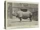 Old Jim, the Rhinoceros at the Zoo-null-Premier Image Canvas