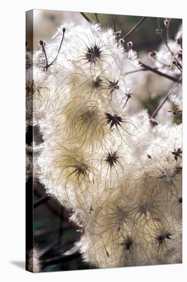 Old Man's Beard Seedheads-Dr^ Keith-Premier Image Canvas