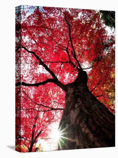 Old Maple Tree in Autumn-null-Premier Image Canvas