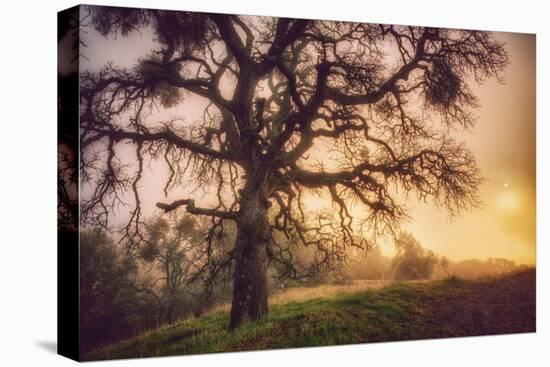 Old Oak, Sun and Fog, Mount Diablo-Vincent James-Premier Image Canvas