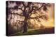 Old Oak, Sun and Fog, Mount Diablo-Vincent James-Premier Image Canvas