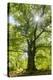 Old oak tree, National Park Edersee, Reinhardshausen, Hesse, Germany-Raimund Linke-Stretched Canvas