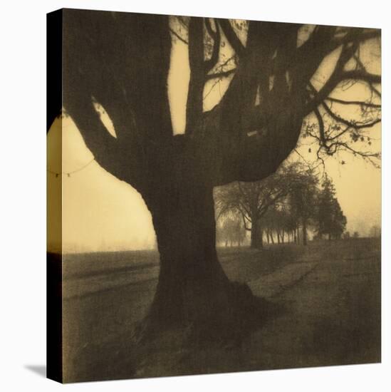 Old Oak Tree on Tree Lined Road-Kevin Cruff-Premier Image Canvas