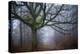 Old oak tree-Phillipe Manguin-Premier Image Canvas