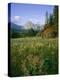 Old Park Service cabin in the Cut Bank Valley of Glacier National Park in Montana-Chuck Haney-Premier Image Canvas