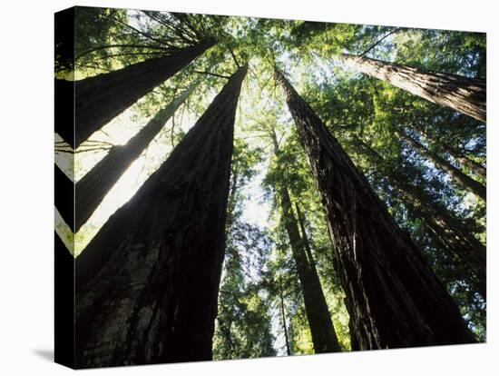 Old Redwood Trees, Muir Woods, California, USA-Bill Bachmann-Premier Image Canvas