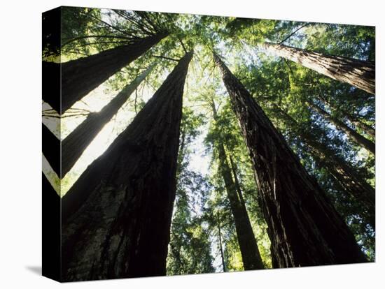 Old Redwood Trees, Muir Woods, California, USA-Bill Bachmann-Premier Image Canvas