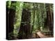 Old Redwood Trees, Muir Woods, San Francisco, California, USA-Bill Bachmann-Premier Image Canvas