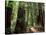 Old Redwood Trees, Muir Woods, San Francisco, California, USA-Bill Bachmann-Premier Image Canvas