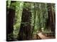 Old Redwood Trees, Muir Woods, San Francisco, California, USA-Bill Bachmann-Premier Image Canvas