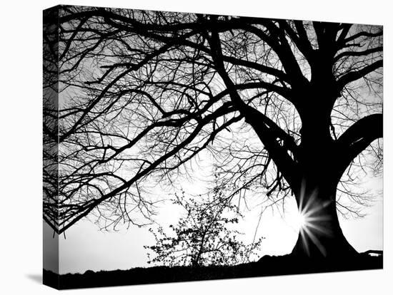 Old Tree-PhotoINC-Premier Image Canvas