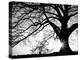 Old Tree-PhotoINC-Premier Image Canvas
