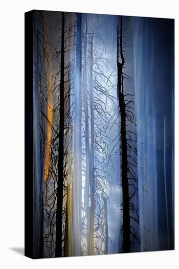 Old Trees-Ursula Abresch-Premier Image Canvas