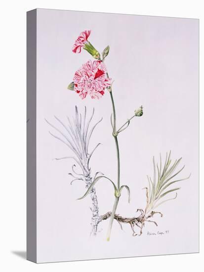 Old Variety of Dianthus, 1997 (Watercolour on Paper)-Alison Cooper-Premier Image Canvas