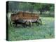 Old Wagon and Wildflowers, Devine, Texas, USA-Darrell Gulin-Premier Image Canvas