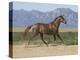 Oldenburg Horse Trotting, Colorado, USA-Carol Walker-Premier Image Canvas