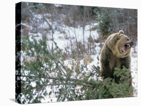 Older Polar Bear Cubs, North Slope, Alaska, USA-Howie Garber-Premier Image Canvas