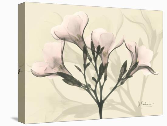 Oleander Moments-Albert Koetsier-Stretched Canvas