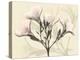 Oleander Moments-Albert Koetsier-Stretched Canvas